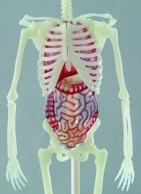 科学と学習PRESENTS　光る1/6骨格模型　人体骨格ミュージアム