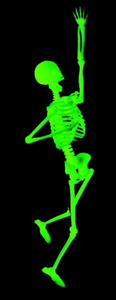 科学と学習PRESENTS　光る1/6骨格模型　人体骨格ミュージアム