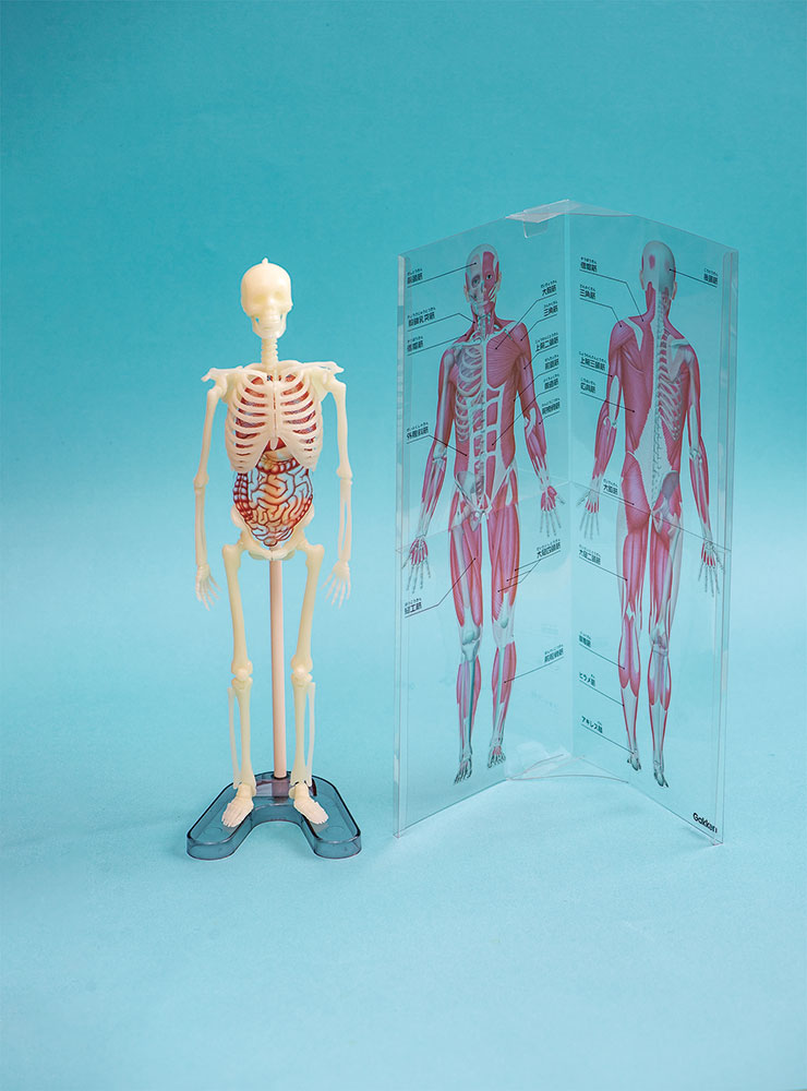 科学と学習PRESENTS 光る1/6骨格模型 人体骨格ミュージアム - 学研ステイフル