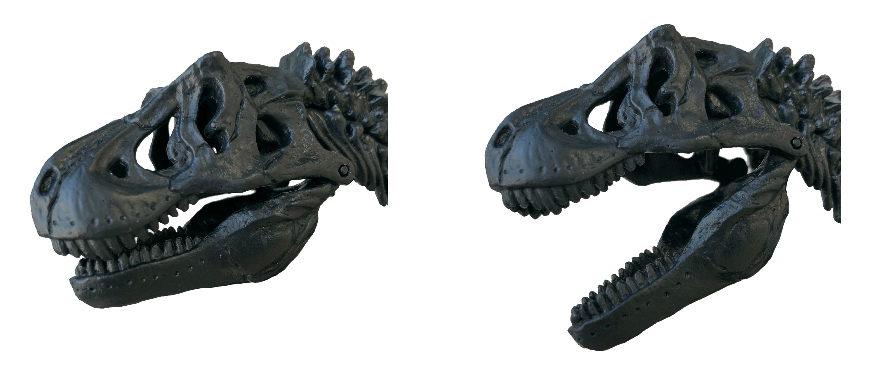 科学と学習PRESENTS<br>ティラノサウルス骨格模型&ポスター