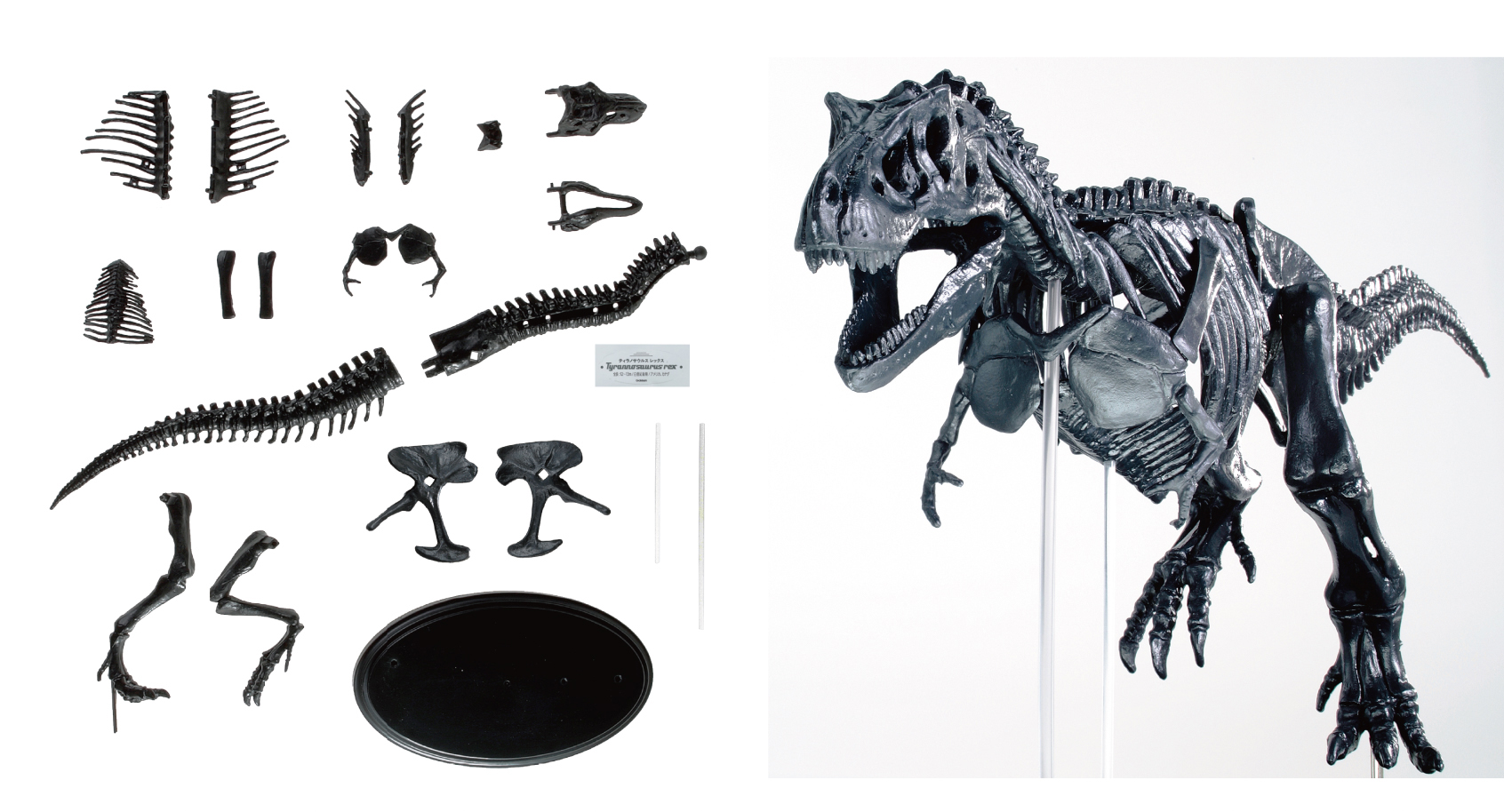 科学と学習PRESENTS<br>ティラノサウルス骨格模型&ポスター